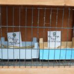 eggs for sale in melbourne