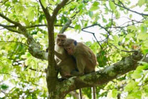 Young monkeys