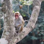 Red faced monkey