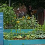 Community Garden in The Plateau