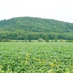 Soy bean farmland on the way to Rawdon
