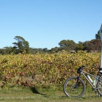 Grapevines on the outskirts of Nuriootpa