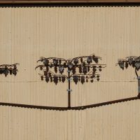 Metal sculpture, Angaston