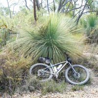 Lexie doing a lean on a grass tree