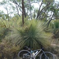 Lexie doing a lean on a grass tree