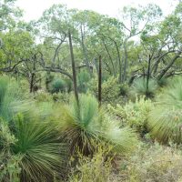 Grass trees along The Bronx