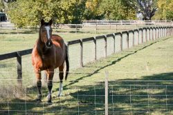 This beautiful horse was horrified by the bike trailer