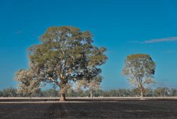 Stubble-burnt paddock