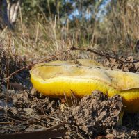 Mushroom risotto anyone?