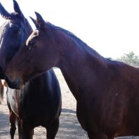 Some friendly horsey types