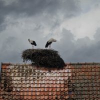 Chimney storks … the size of that nest!