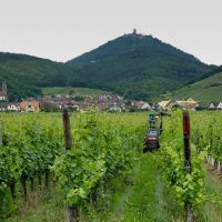 Grape trumming - pruning the side growth to let more sun in