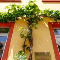 Grapevine in Nierstein