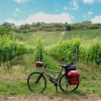 Grapevines, as far as you can see!